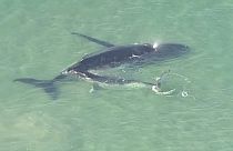 Детёныш горбатого кита спасает маму