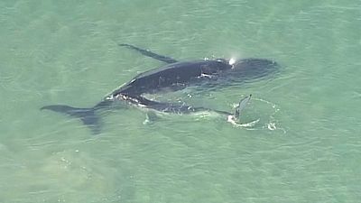 Детёныш горбатого кита спасает маму
