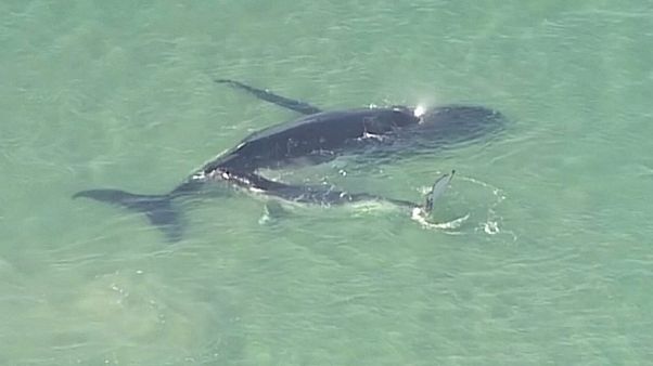Austrália: Baleia bebé ajuda a mãe a salvar-se num banco de areia Austrália: Baleia bebé ajuda a mãe a salvar-se num banco de areia