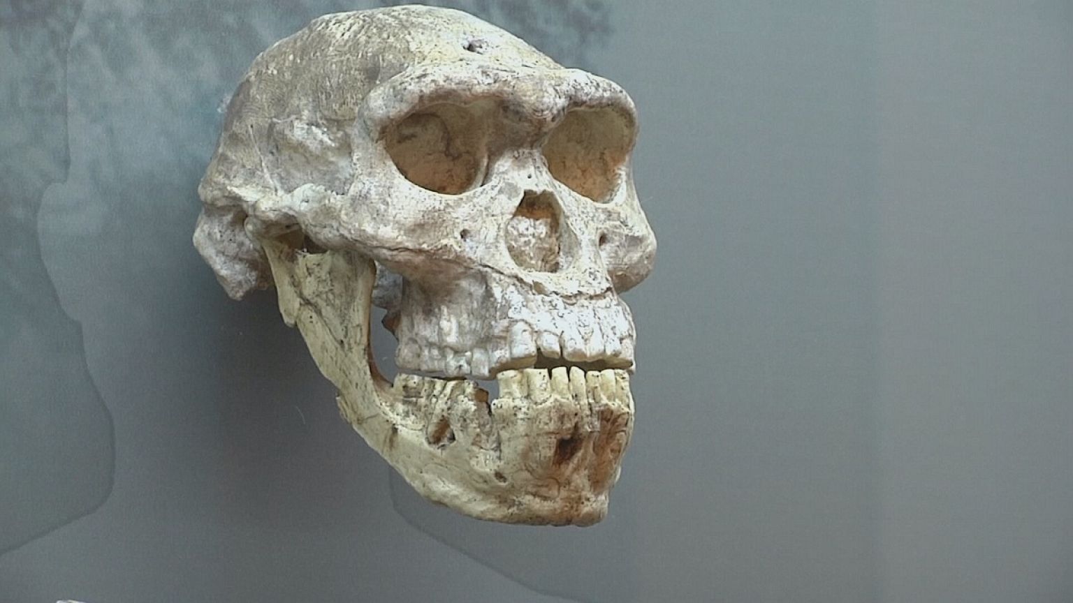 A evolução humana no Museu Nacional da Geórgia