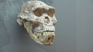 گنجینه ای از فسیل های انسان اولیه در موزه ملی گرجستان