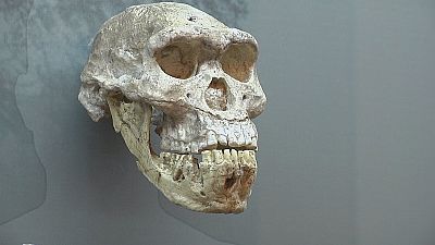 Meet your hominid ancestors in Georgia