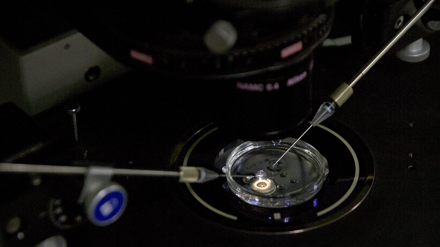 Embryo