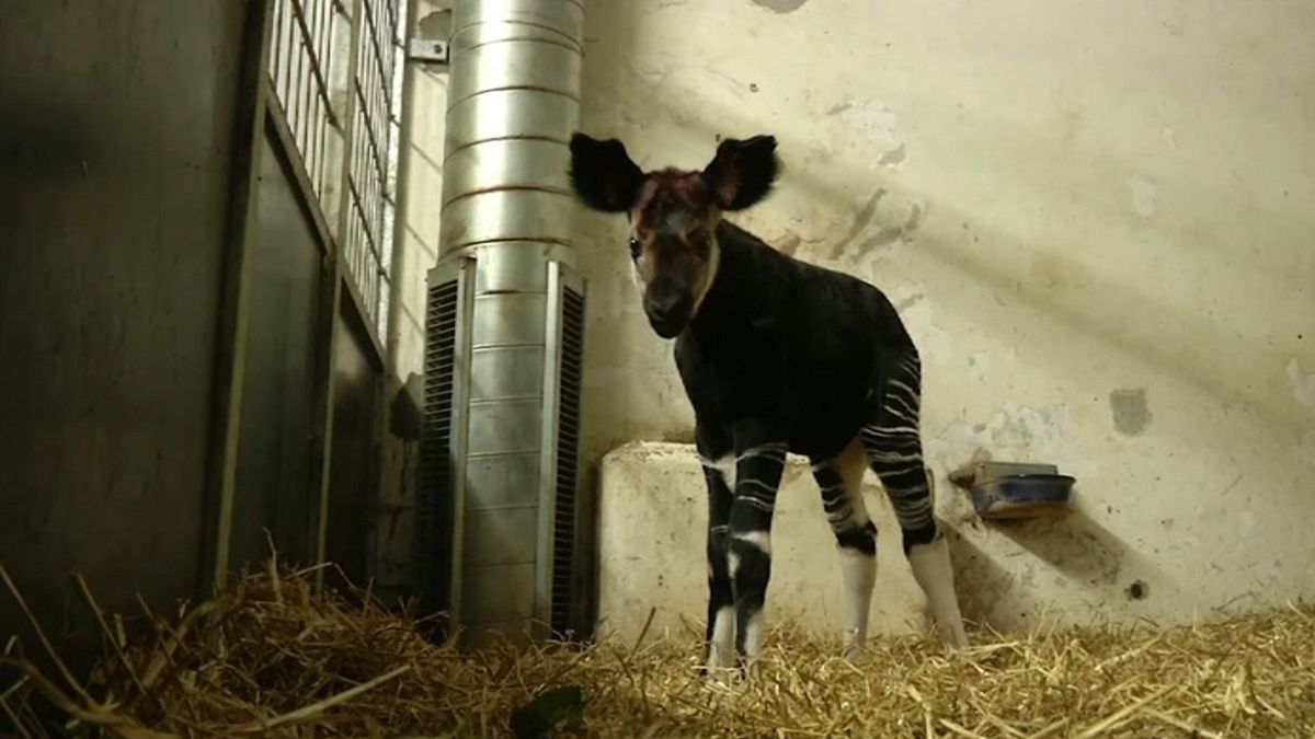 O primeiro Okapi a nascer na Dinamarca