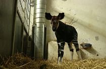 La nascita di un okapi in Danimarca