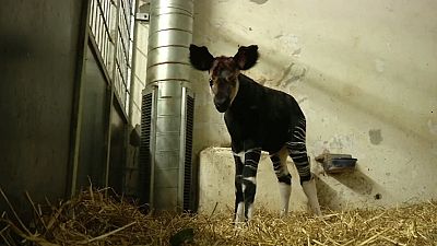 Okapi birth in Denmark