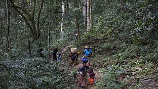 RDC : Greenpeace ''salue'' l'annulation de contrats forestiers illégaux
