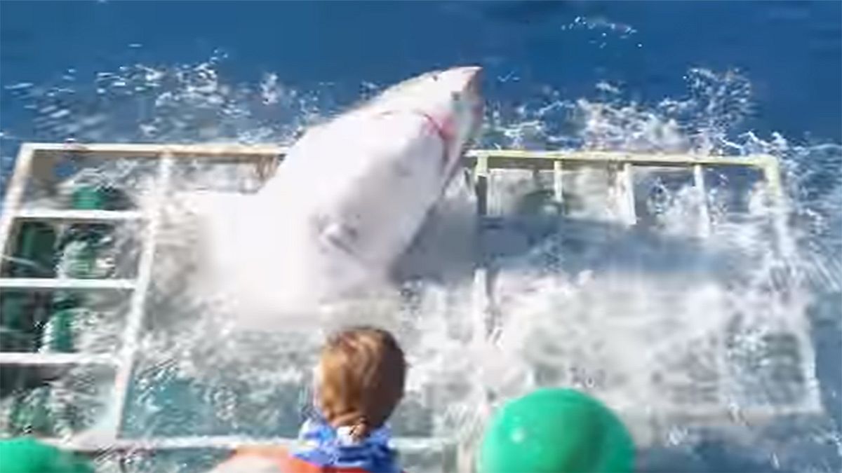 Watch: Diver's miraculous escape after shark smashes into cage