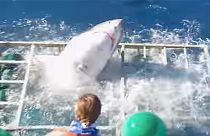 [Παρακολουθήστε]: Καρχαρίας 
«μασάει» το σιδερένιο κλουβί, ενώ ο δύτης προσπαθεί να γλιτώσει