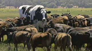 Giant Australian cow