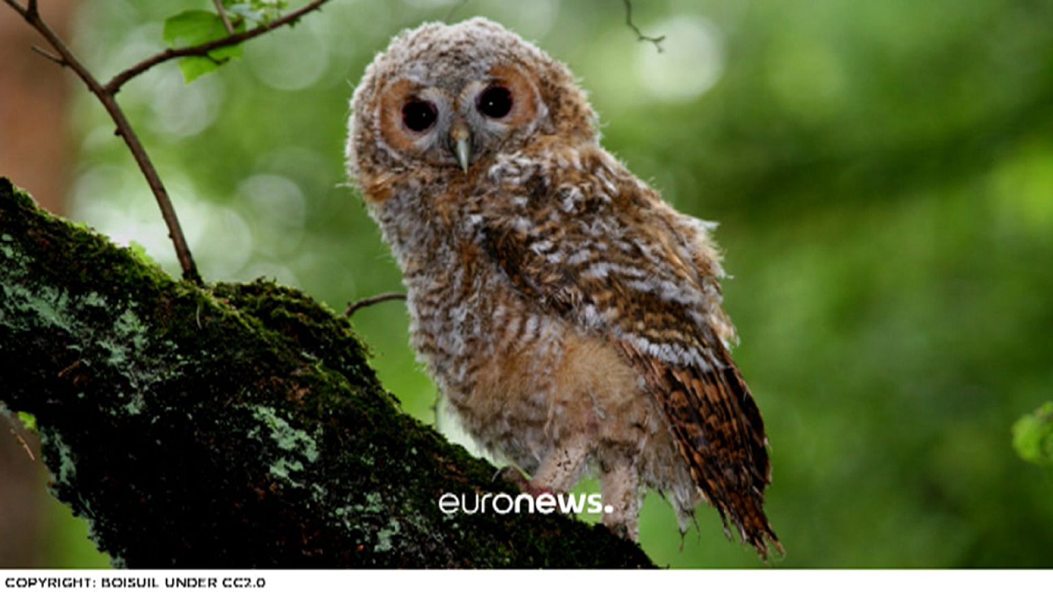 Wer ist Vogel der Jahres 2017?