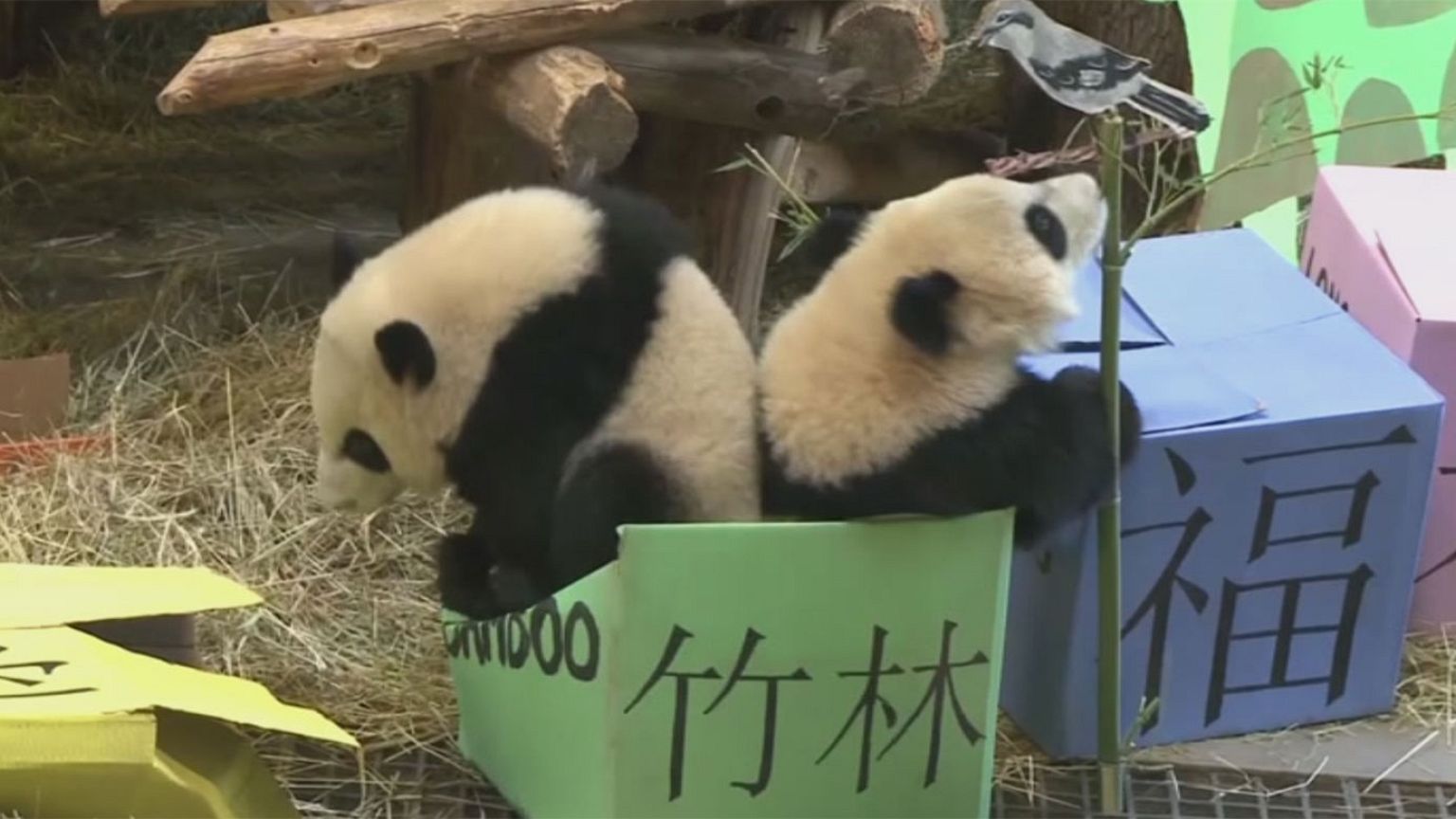 Kanada: dupla panda-születésnap