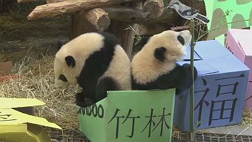 Kanada'da iki panda yavrusuna doğum günü partisi