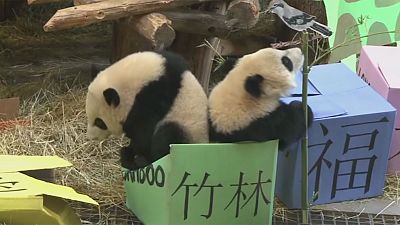 Geburtstagsparty für Panda-Zwillinge