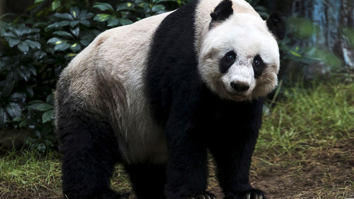 Panda mais velha em cativeiro falece em Hong Kong