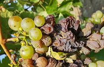 Háborognak a szőlősgazdák Tokaj-Hegyalján