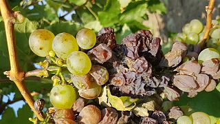 Háborognak a szőlősgazdák Tokaj-Hegyalján