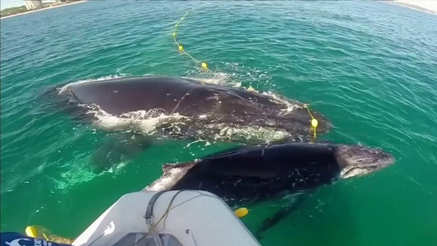 Una megattera liberata dalla rete per squali in Australia