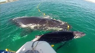 Humpback whale calf freed from a shark net in Australia