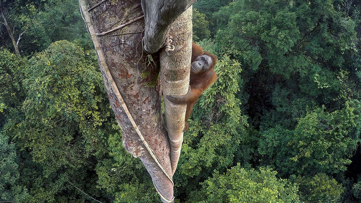 صور تيم لامان الرائعة عن الحياة البرية
