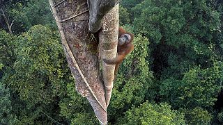[Galeria] Orangotango que abraça árvore "ganha" Wildlife Photographer of the Year 2016