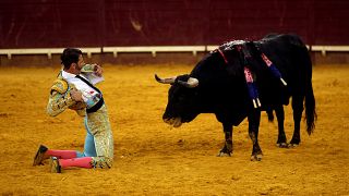 Bullfighting back in Catalonia