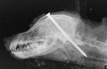 Police hunt thugs who hammer a nail into dog's head