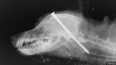 Police hunt thugs who hammer a nail into dog's head