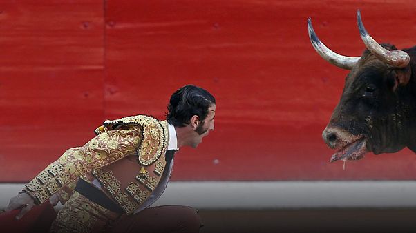 Döntött a spanyol alkotmánybíróság: Katalóniának bikaviadalokat kell rendeznie Döntött a spanyol alkotmánybíróság: Katalóniának bikaviadalokat kell rendeznie