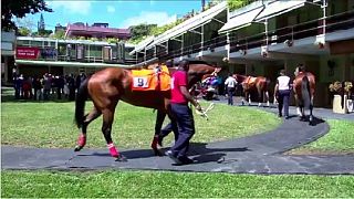 Horse racing fervour in Mauritius