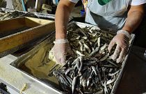 Ελλάδα: Φθηνότερα ψάρια επιλέγουν πλέον οι καταναλωτές