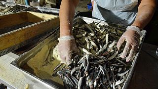 Ελλάδα: Φθηνότερα ψάρια επιλέγουν πλέον οι καταναλωτές