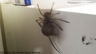 Video: Not for arachnophobes! Huntsman spider munches on dead mouse