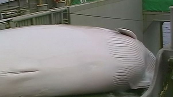 Китобойная комиссия: 30 лет моратория Китобойная комиссия: 30 лет моратория
