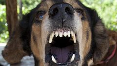 Russian teenager arrested for animal abuse