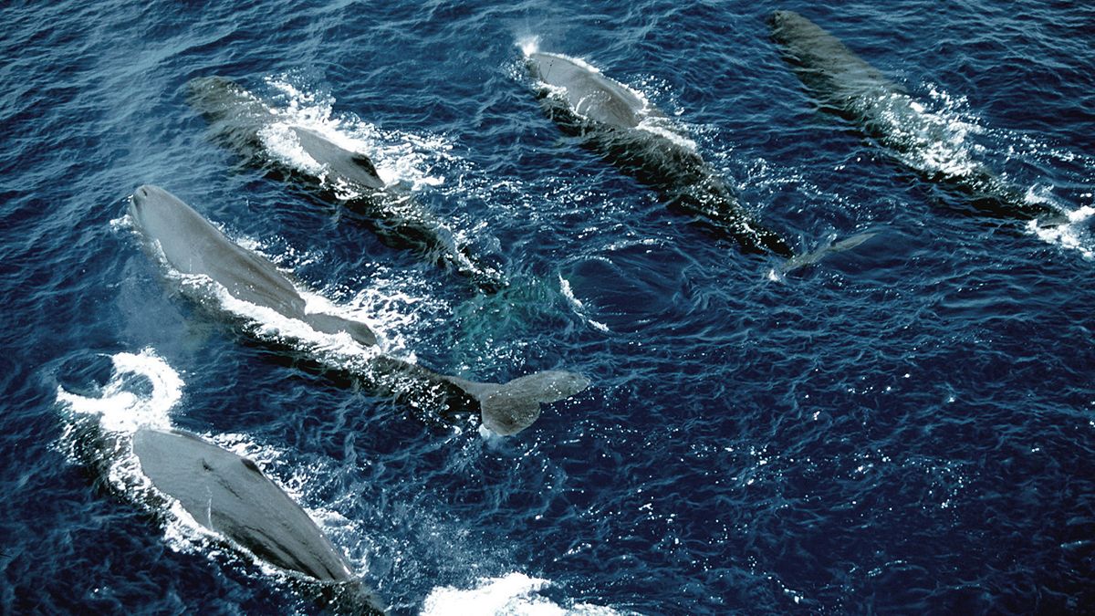 South Atlantic safe area for whales is harpooned