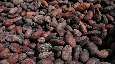 Côte d'Ivoire : deux grands pâtissiers voient la fève de cacao pour la première fois