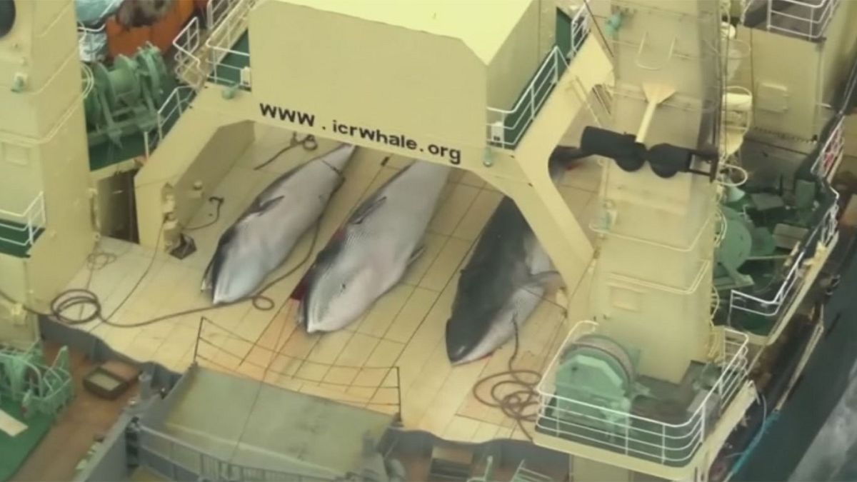 Países que caçam baleias rejeitam criação de santuário no Atlântico Sul