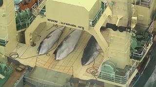 Japón, Noruega e Islandia vuelven a bloquear la creación de un santuario para las ballenas
