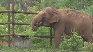 Дом для слонов в Бразилии