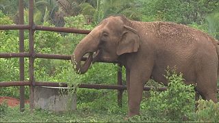 Un sanctuaire des éléphants en Amérique du Sud