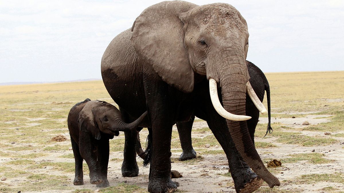 World wildlife population drops almost two-thirds in 40 years