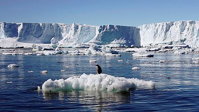 Pingvinparadicsom lett a Ross-tenger védett területe