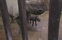 Un zoo checo celebra el nacimiento de un rinoceronte negro