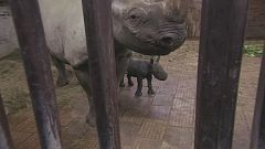 Un nouveau petit rhinocéros d'une espèce menacée dans un zoo tchèque