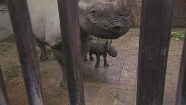 Czech zoo celebrates birth of rare black rhino