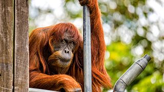 Puan the orangutan is king of the swingers