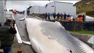 Baleines : le Japon sous pression