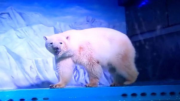 Pizza, « l’ours le plus triste du monde » sauvé par les internautes Pizza, « l’ours le plus triste du monde » sauvé par les internautes
