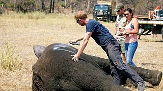 Malawi : le prince Harry contribue à la réinstallation de 500 éléphants